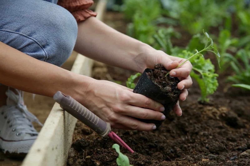 Last-minute plantgids:29 planten voor tuinsucces op Memorial Day 