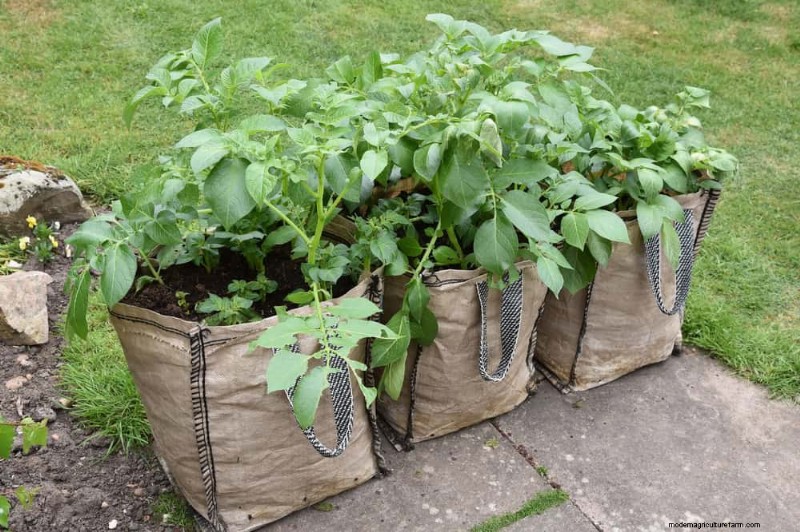 25 slimme tuinideeën voor kleine ruimtes voor maximale opbrengst 