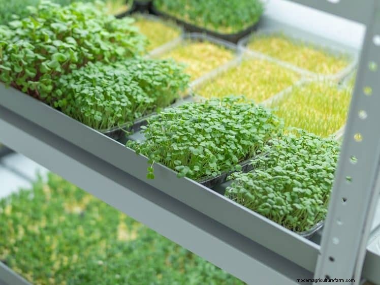 25 slimme tuinideeën voor kleine ruimtes voor maximale opbrengst 