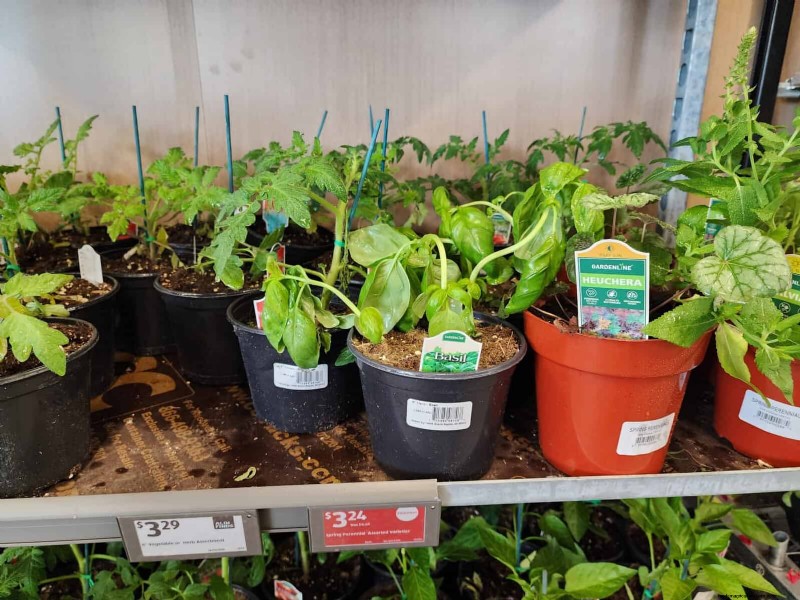 Aldi Garden Finds:30+ budgetvriendelijke decoraties en gereedschappen 