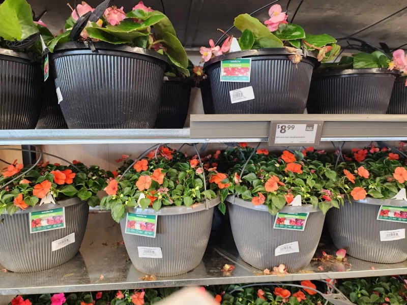 Aldi Garden Finds:30+ budgetvriendelijke decoraties en gereedschappen 