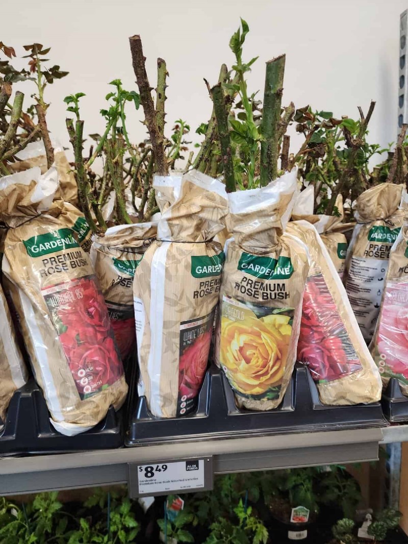 Aldi Garden Finds:30+ budgetvriendelijke decoraties en gereedschappen 