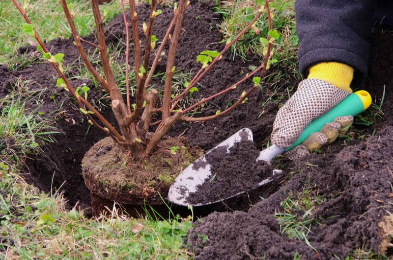 Veelvoorkomende fouten bij het landschapsarchitectuur en hoe u deze kunt oplossen 