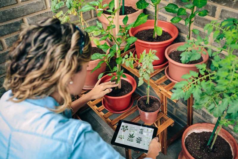 Lentebemesting:waarom het uitstellen van de voeding uw tuin ten goede komt 