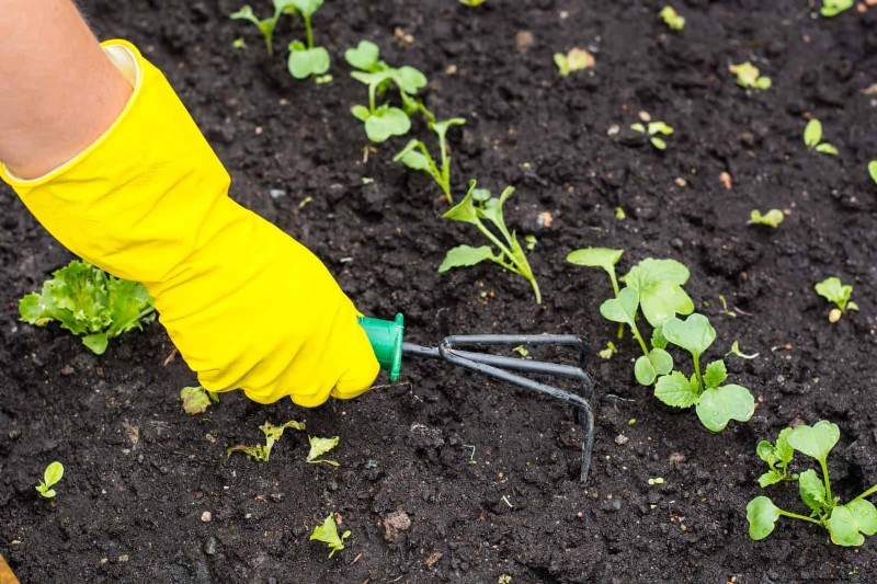 Lentebemesting:waarom het uitstellen van de voeding uw tuin ten goede komt 