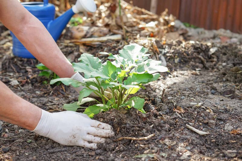 Lentebemesting:waarom het uitstellen van de voeding uw tuin ten goede komt 