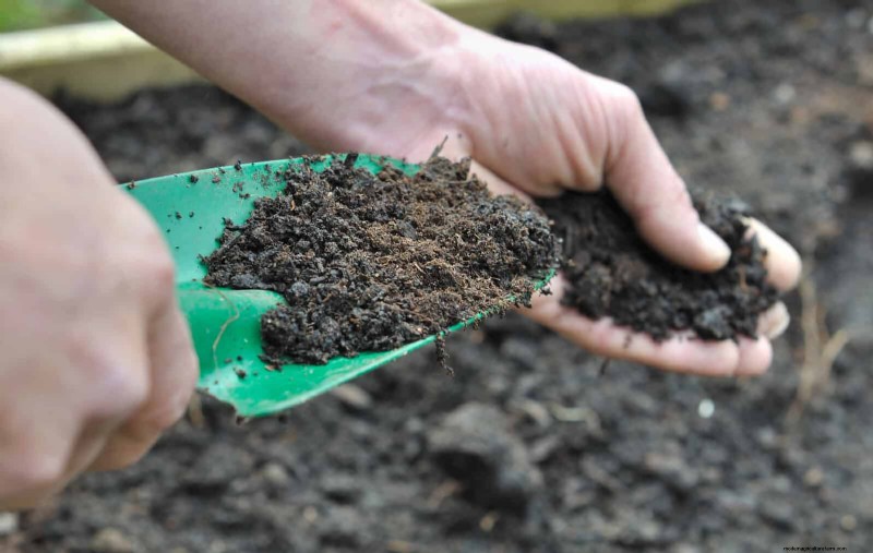 Lentebemesting:waarom het uitstellen van de voeding uw tuin ten goede komt 