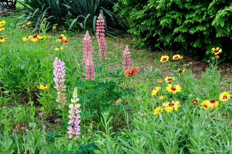 Lentebemesting:waarom het uitstellen van de voeding uw tuin ten goede komt 