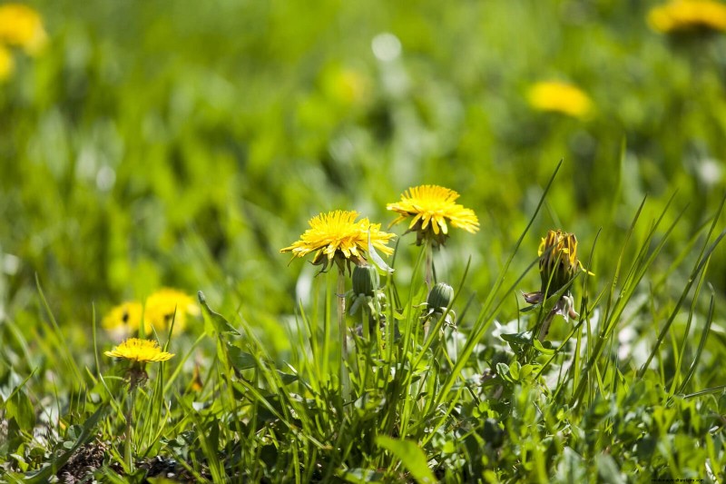 Lentebemesting:waarom het uitstellen van de voeding uw tuin ten goede komt 