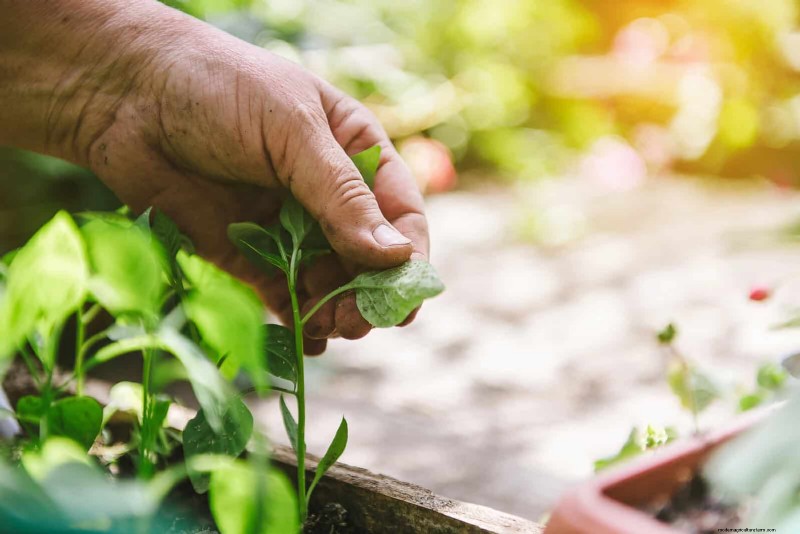 Lentebemesting:waarom het uitstellen van de voeding uw tuin ten goede komt 
