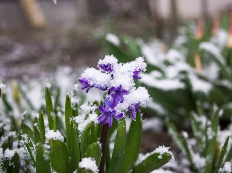 Lentebemesting:waarom het uitstellen van de voeding uw tuin ten goede komt 