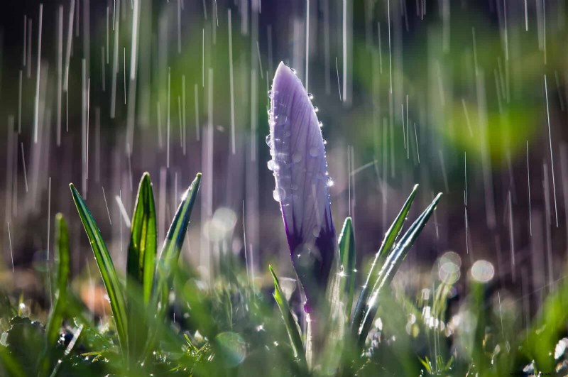 Lentebemesting:waarom het uitstellen van de voeding uw tuin ten goede komt 