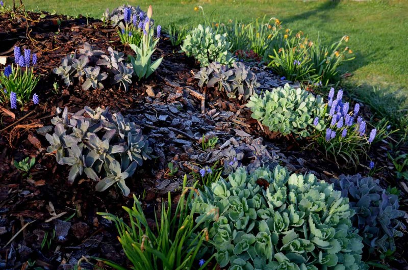 Lentebemesting:waarom het uitstellen van de voeding uw tuin ten goede komt 