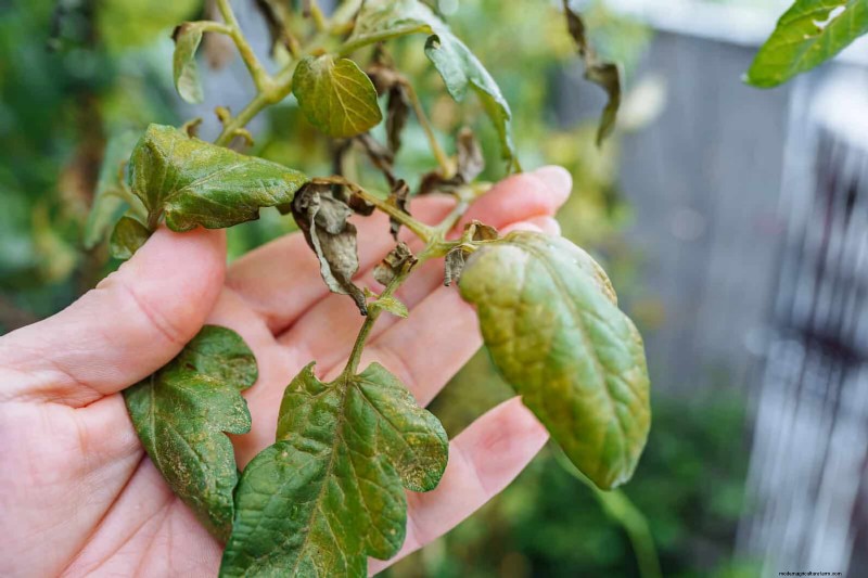 Lentebemesting:waarom het uitstellen van de voeding uw tuin ten goede komt 