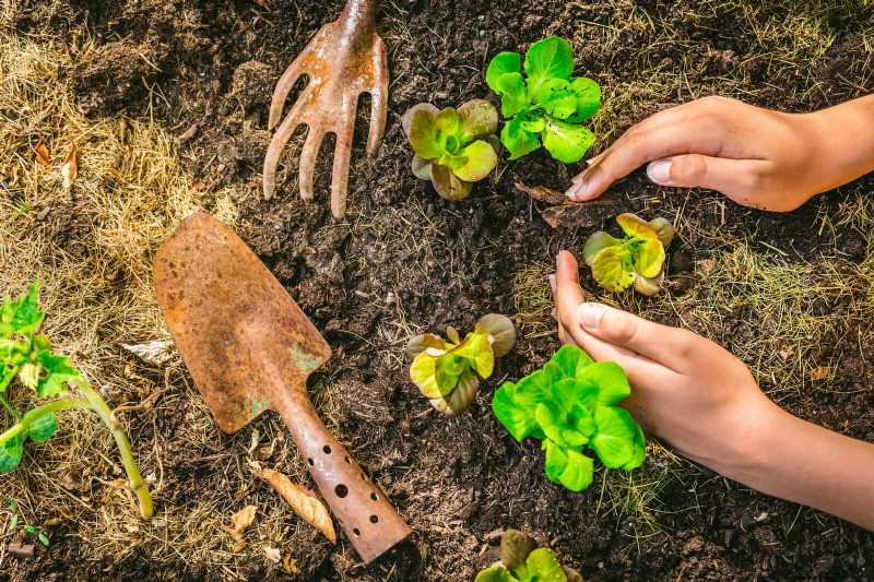Lentebemesting:waarom het uitstellen van de voeding uw tuin ten goede komt 