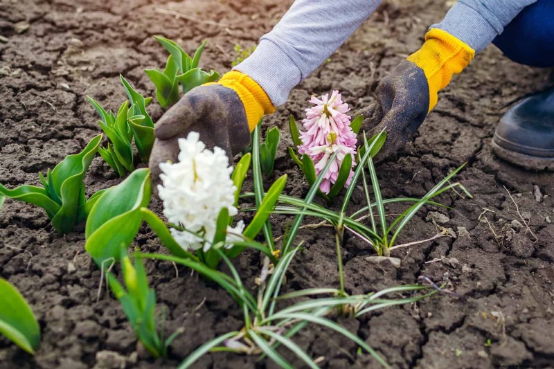 Lentebemesting:waarom het uitstellen van de voeding uw tuin ten goede komt 