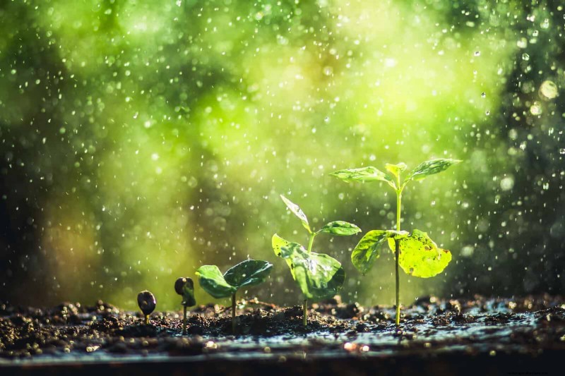 Lentebemesting:waarom het uitstellen van de voeding uw tuin ten goede komt 