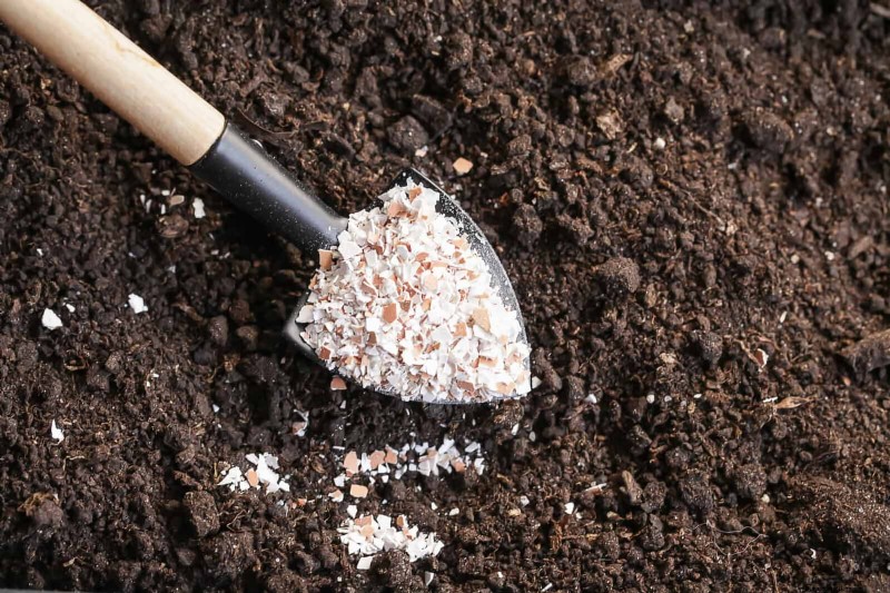 Lentebemesting:waarom het uitstellen van de voeding uw tuin ten goede komt 