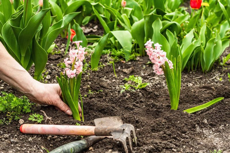 Lentebemesting:waarom het uitstellen van de voeding uw tuin ten goede komt 