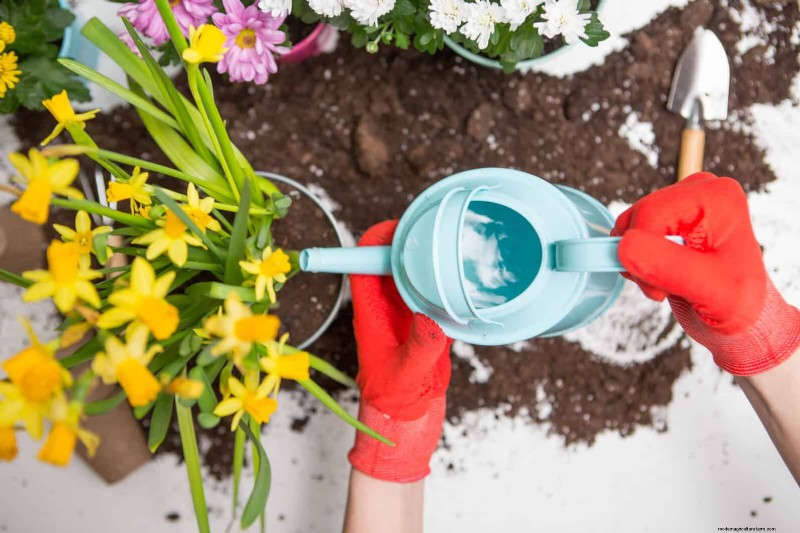 Lentebemesting:waarom het uitstellen van de voeding uw tuin ten goede komt 