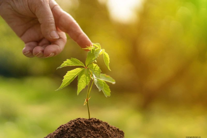 Lentebemesting:waarom het uitstellen van de voeding uw tuin ten goede komt 