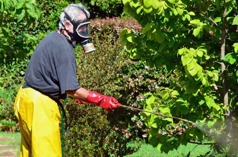 25 veelvoorkomende tuiniermythen ontkracht voor beginnende tuiniers 