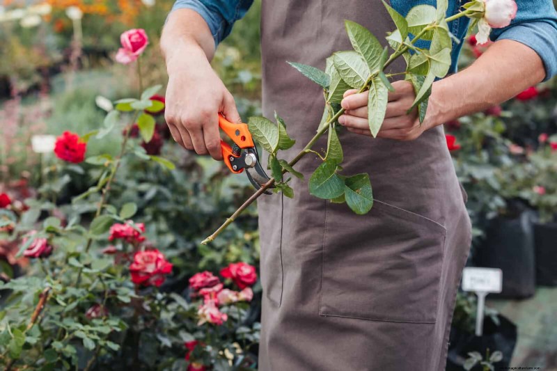 25 veelvoorkomende tuiniermythen ontkracht voor beginnende tuiniers 