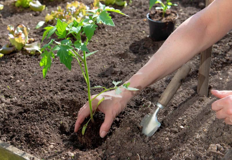 25 veelvoorkomende tuiniermythen ontkracht voor beginnende tuiniers 