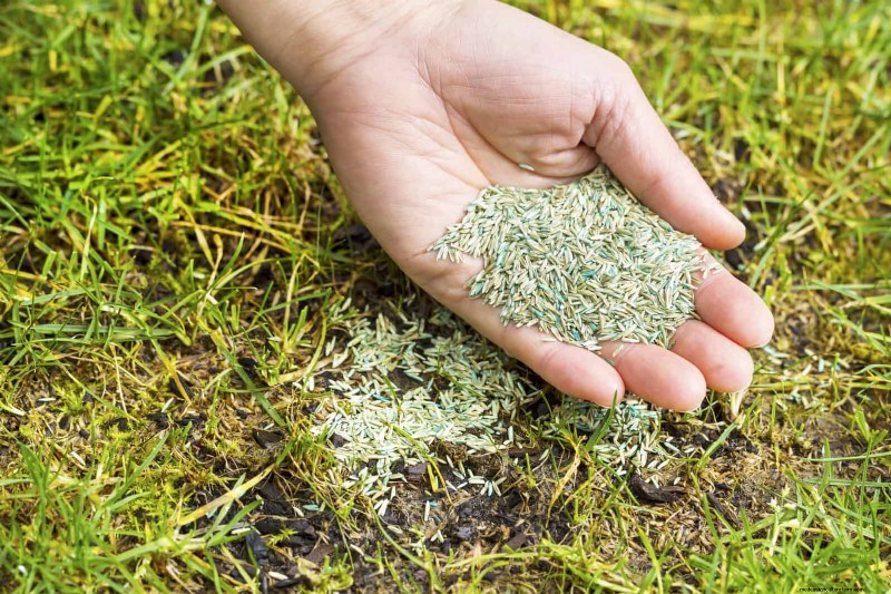 Problemi comuni in giardino e soluzioni facili:una guida per il giardiniere 