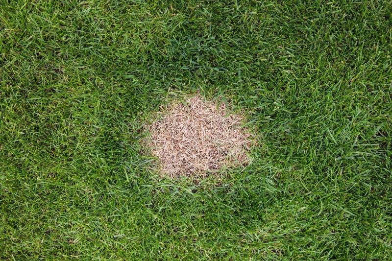 Problemi comuni in giardino e soluzioni facili:una guida per il giardiniere 