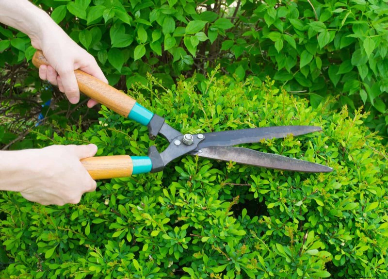 Problemi comuni in giardino e soluzioni facili:una guida per il giardiniere 