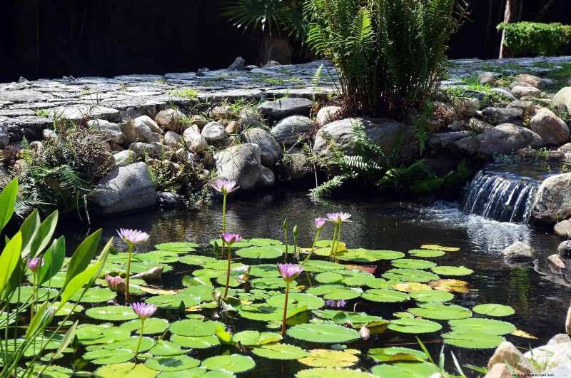 Problemi comuni in giardino e soluzioni facili:una guida per il giardiniere 