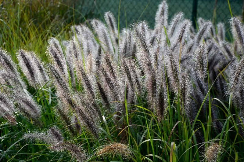Problemi comuni in giardino e soluzioni facili:una guida per il giardiniere 