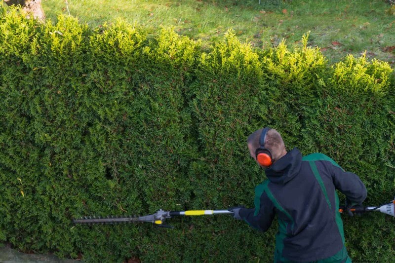 Problemi comuni in giardino e soluzioni facili:una guida per il giardiniere 