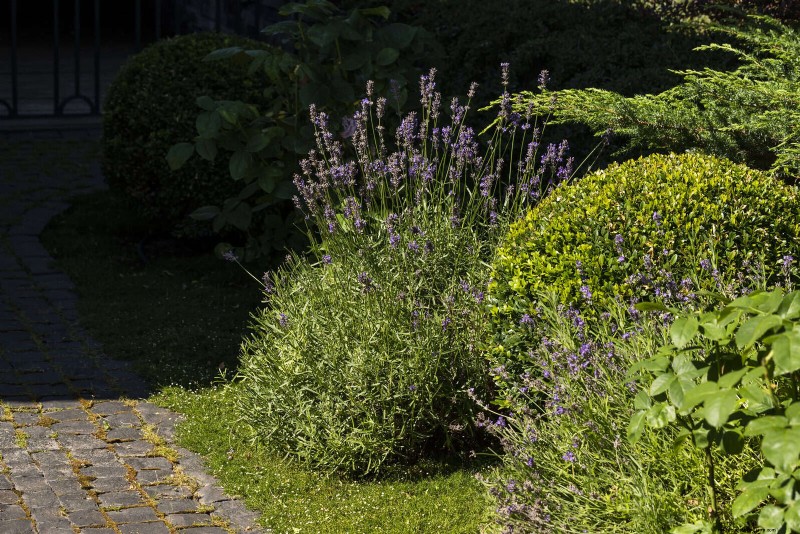 Problemi comuni in giardino e soluzioni facili:una guida per il giardiniere 