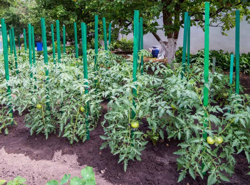 Problemi comuni in giardino e soluzioni facili:una guida per il giardiniere 