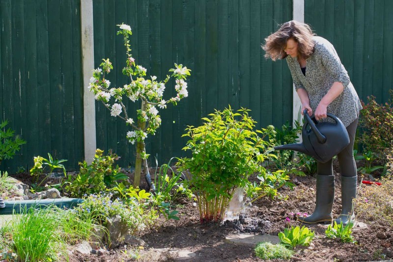 Problemi comuni in giardino e soluzioni facili:una guida per il giardiniere 