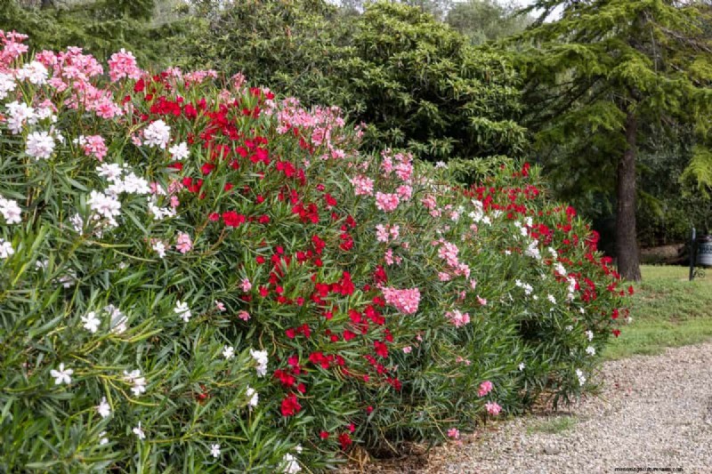 Hittetolerante planten:24 variëteiten voor een bloeiende zomertuin 