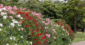 Hittetolerante planten:24 variëteiten voor een bloeiende zomertuin 
