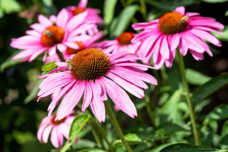 Hittetolerante planten:24 variëteiten voor een bloeiende zomertuin 
