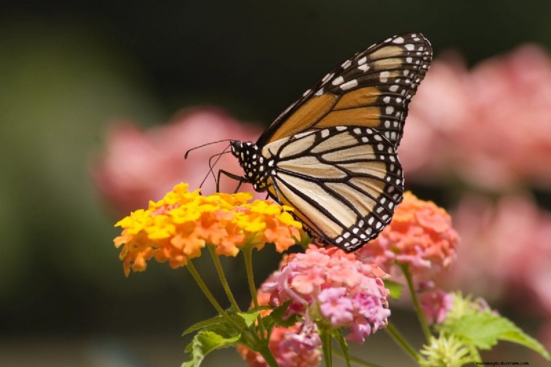 Hittetolerante planten:24 variëteiten voor een bloeiende zomertuin 