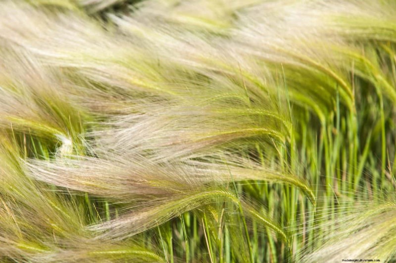 Hittetolerante planten:24 variëteiten voor een bloeiende zomertuin 