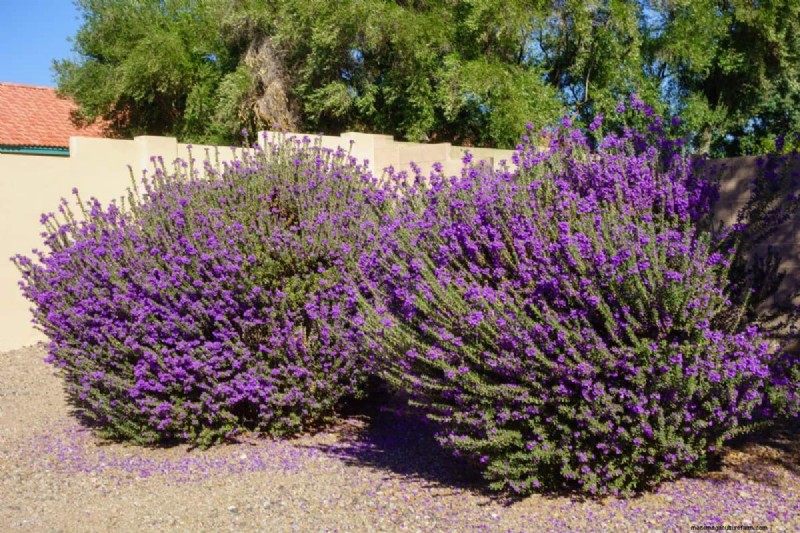 Hittetolerante planten:24 variëteiten voor een bloeiende zomertuin 