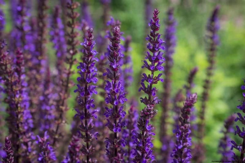 Hittetolerante planten:24 variëteiten voor een bloeiende zomertuin 