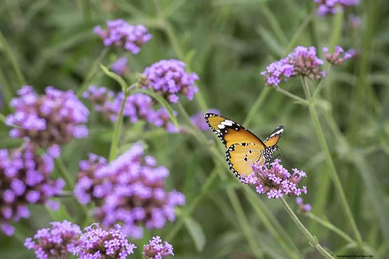 Hittetolerante planten:24 variëteiten voor een bloeiende zomertuin 