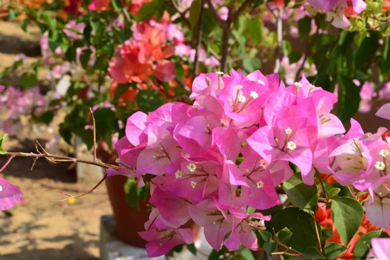 Hittetolerante planten:24 variëteiten voor een bloeiende zomertuin 