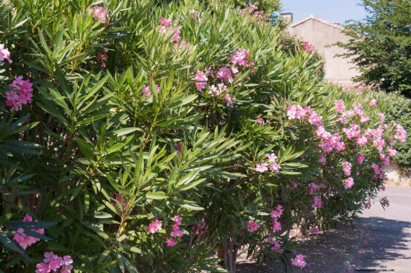 Hittetolerante planten:24 variëteiten voor een bloeiende zomertuin 