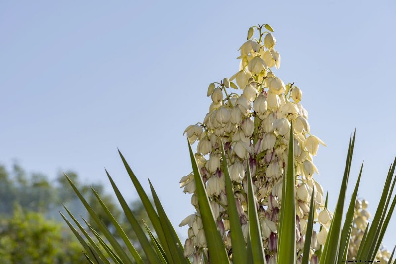 Hittetolerante planten:24 variëteiten voor een bloeiende zomertuin 