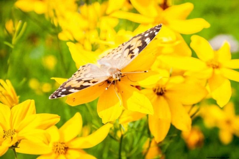 Hittetolerante planten:24 variëteiten voor een bloeiende zomertuin 