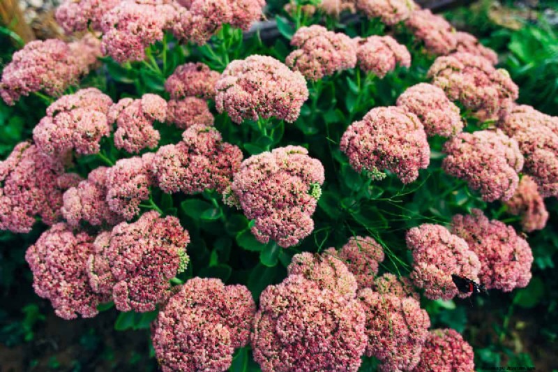 Hittetolerante planten:24 variëteiten voor een bloeiende zomertuin 